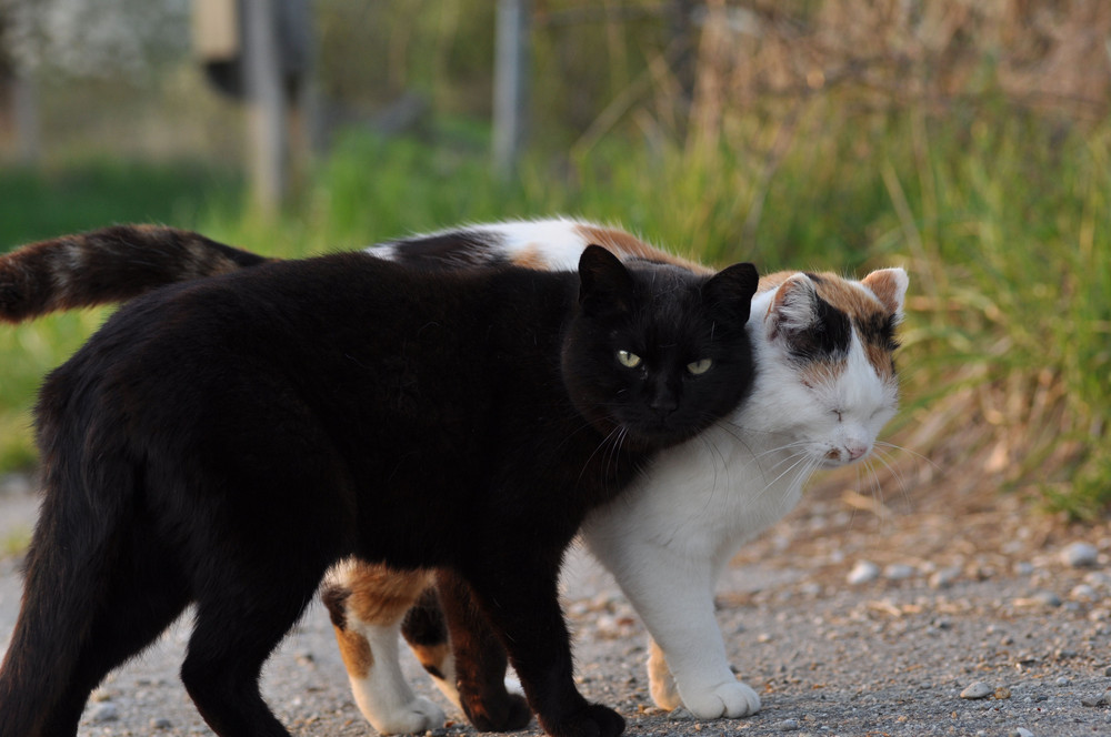 Freundschaft