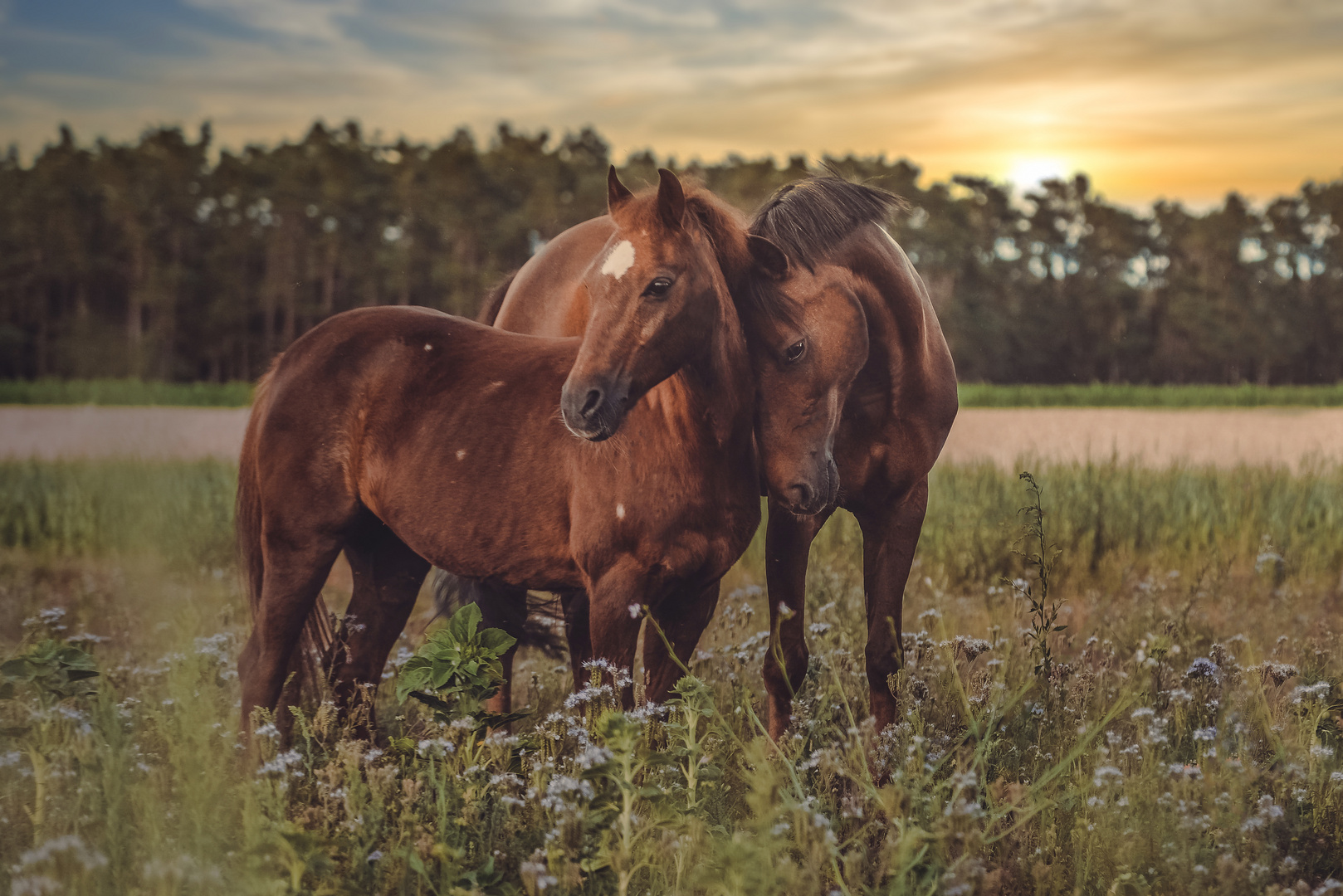 Freundschaft