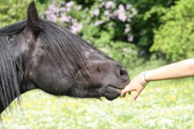 Freundschaft