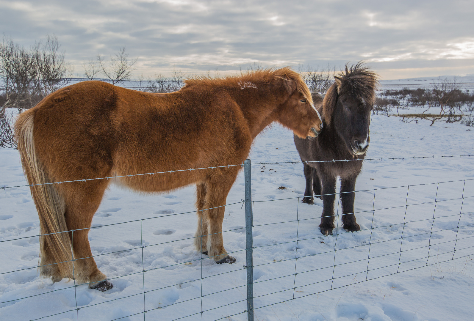 Freundschaft