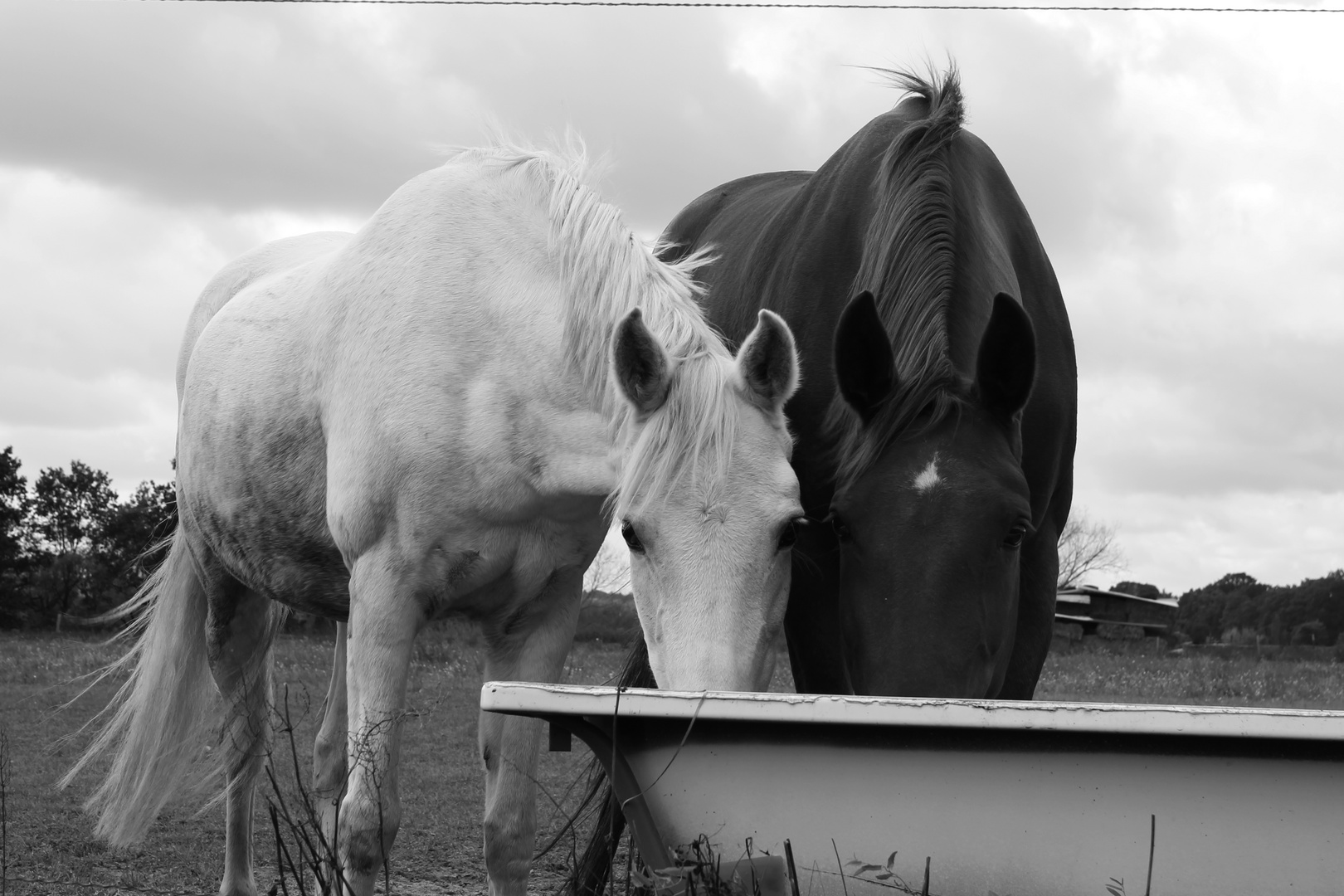 Freundschaft