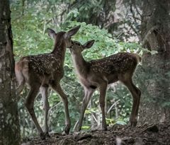 Freundschaft