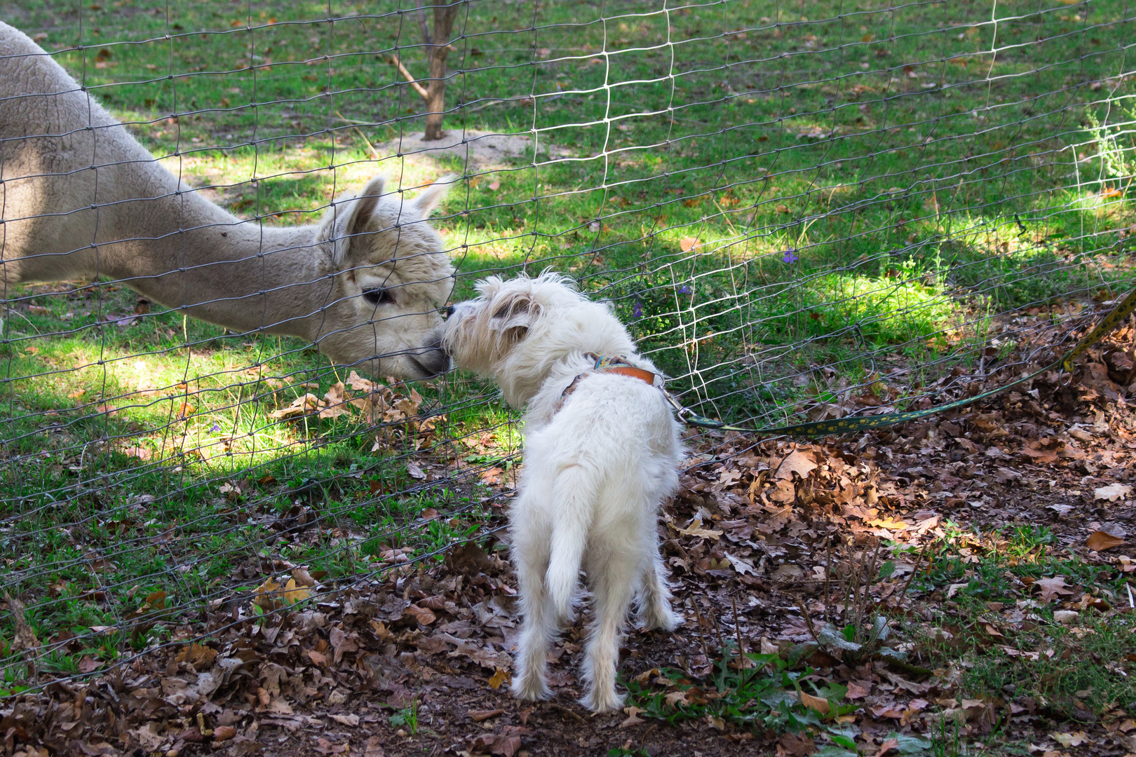 Freundschaft