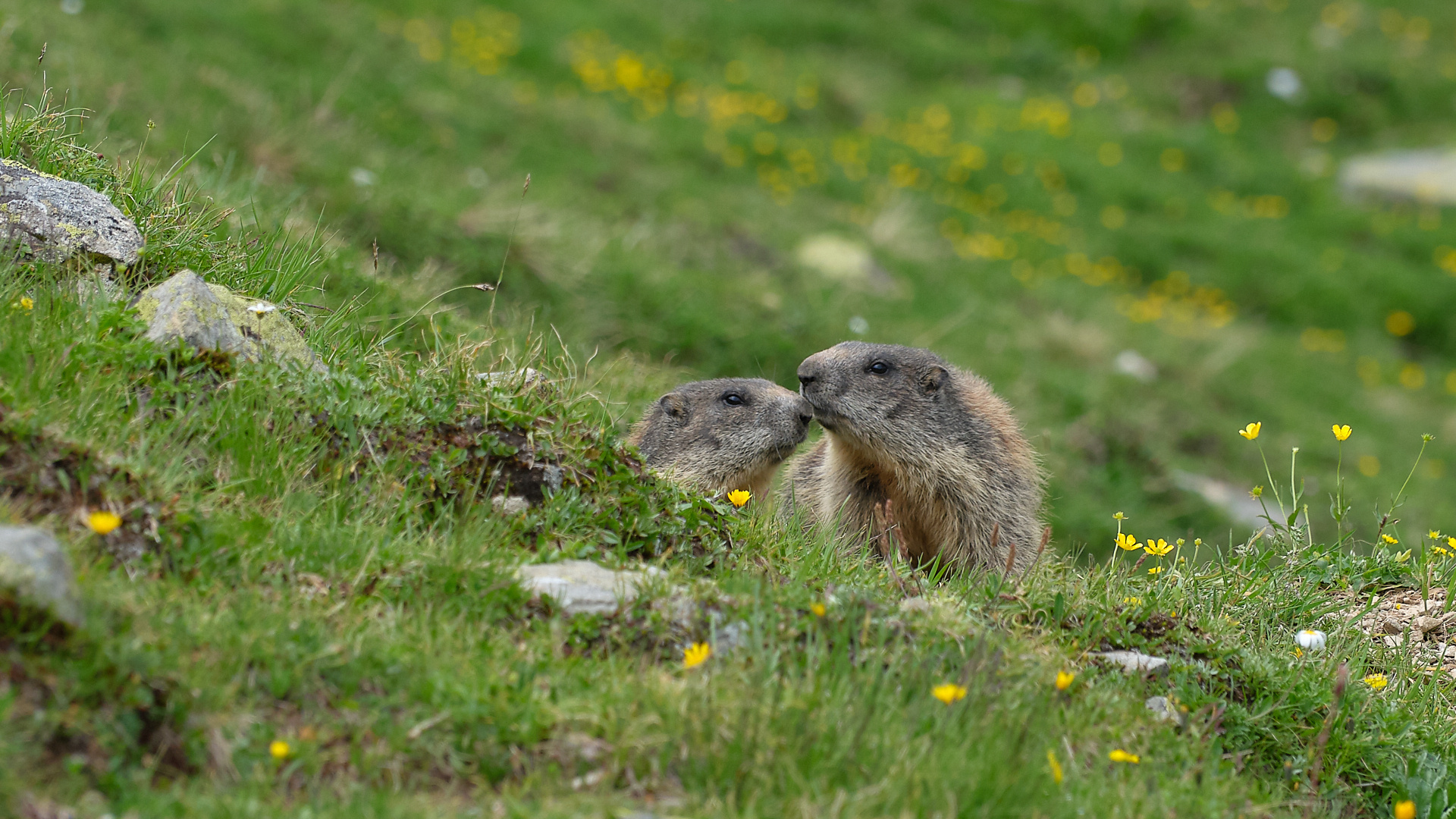 Freundschaft