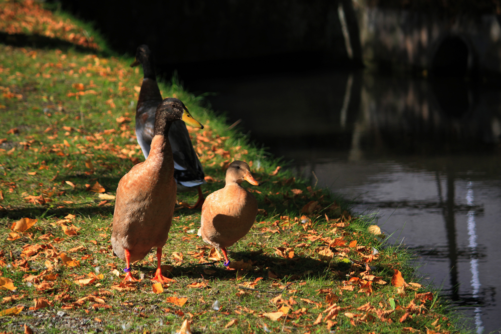 Freundschaft