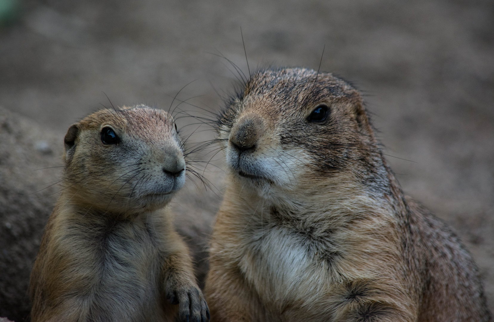 Freundschaft