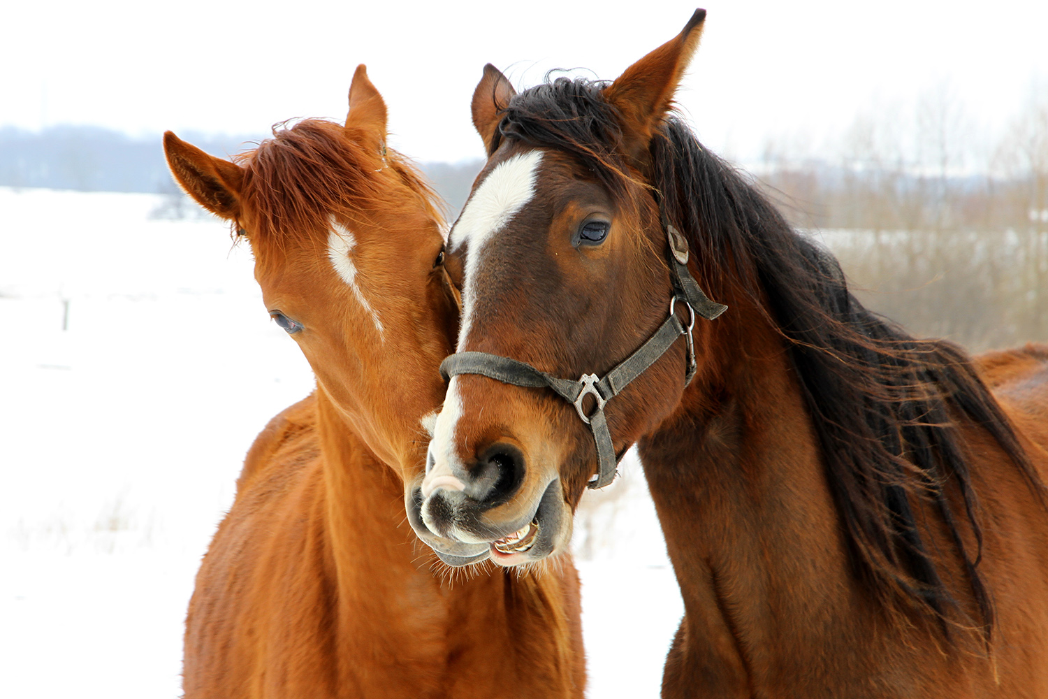 Freundschaft