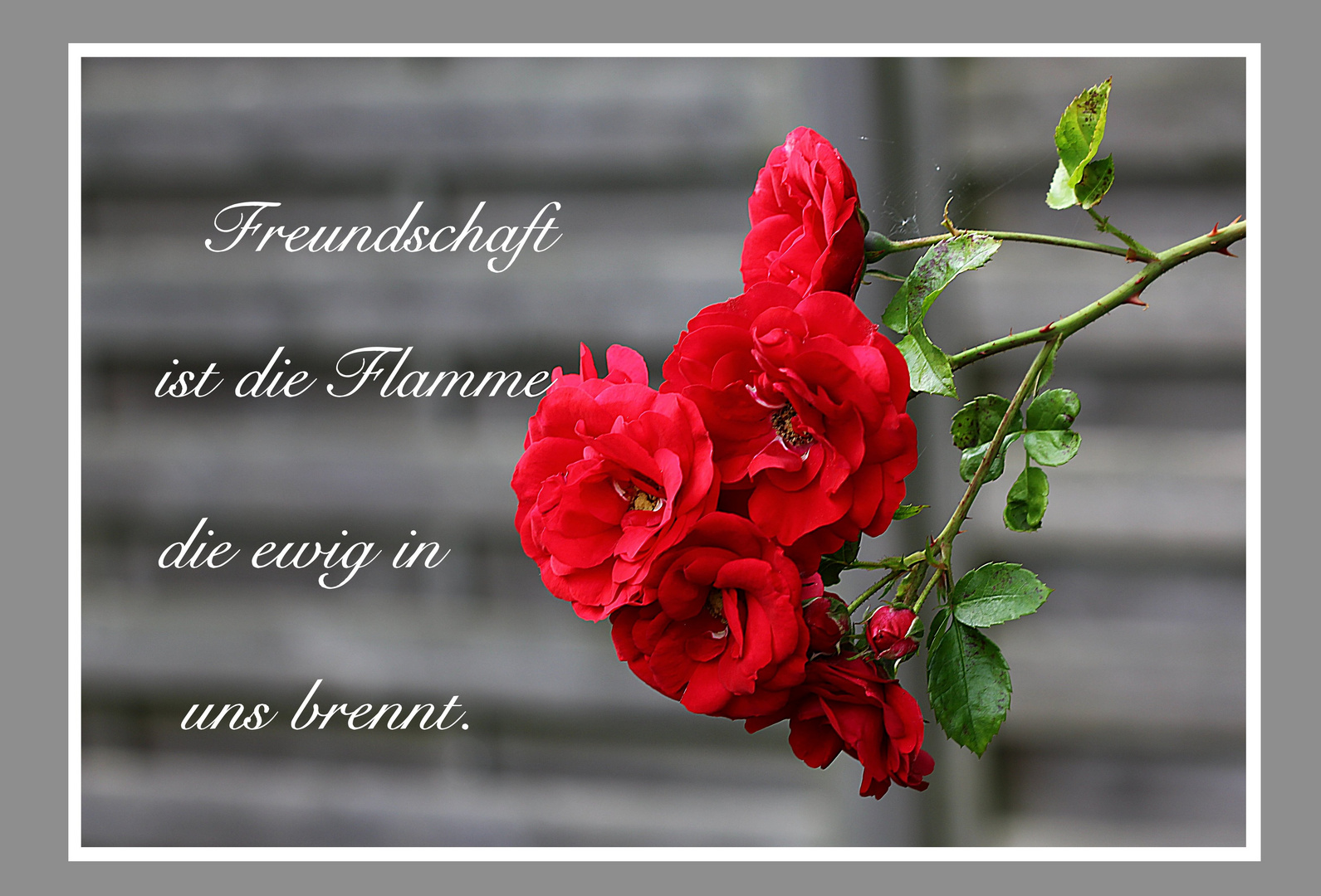 Freundschaft