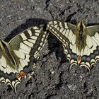 Freundschaft bei den Schwalbenschwänzen (Papilio machaon) - Le Machaon ou Grand porte-queue.