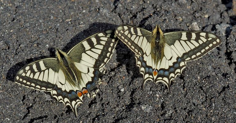 Freundschaft bei den Schwalbenschwänzen (Papilio machaon) - Le Machaon ou Grand porte-queue.
