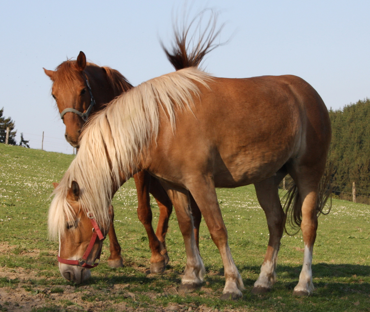 Freundschaft