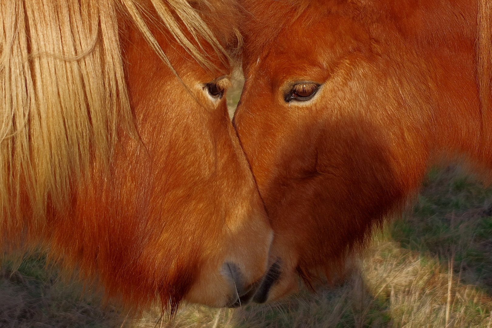 Freundschaft