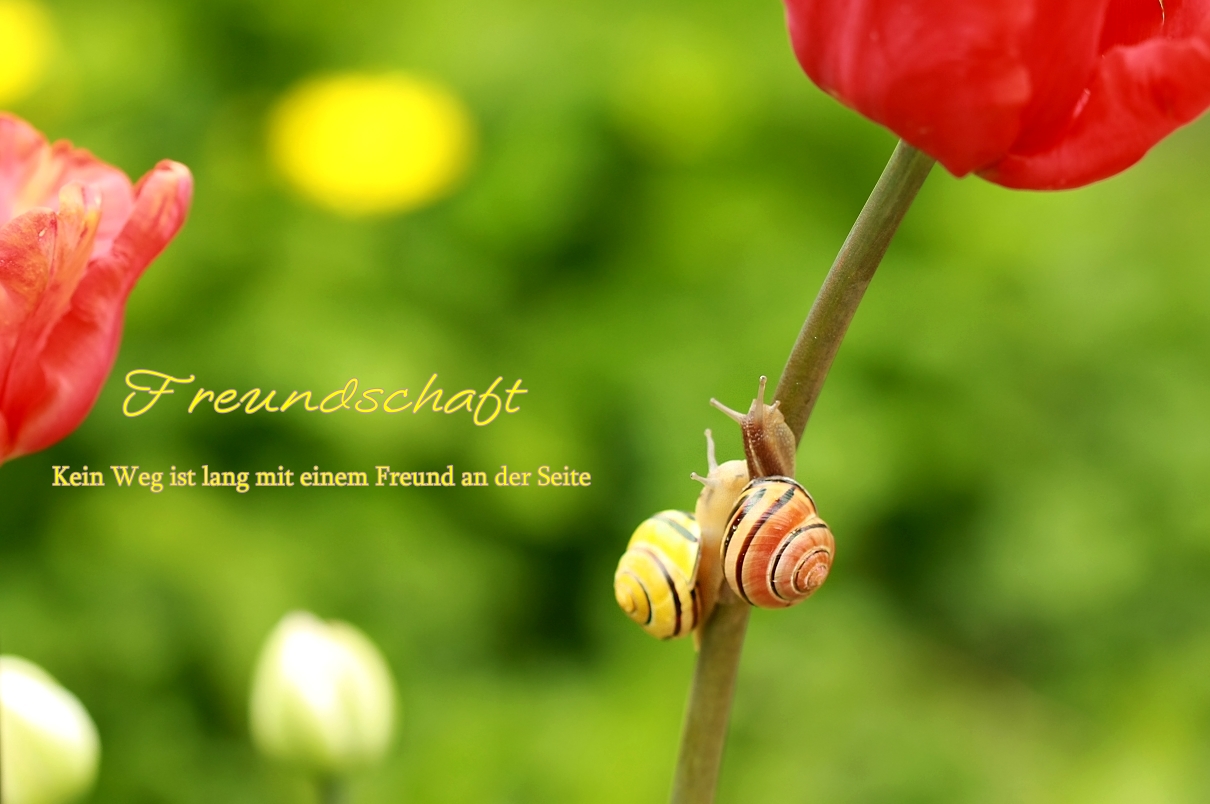 Freundschaft