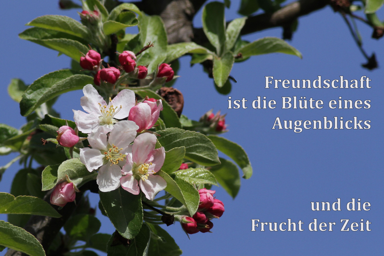 Freundschaft ist...