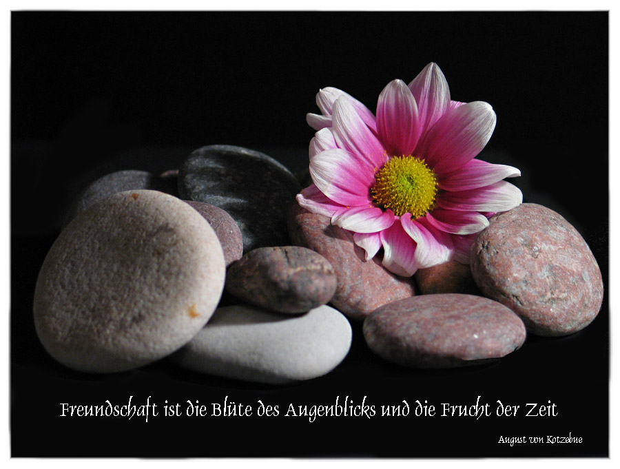Freundschaft ist die Blüte... Foto & Bild karten und kalender, karten