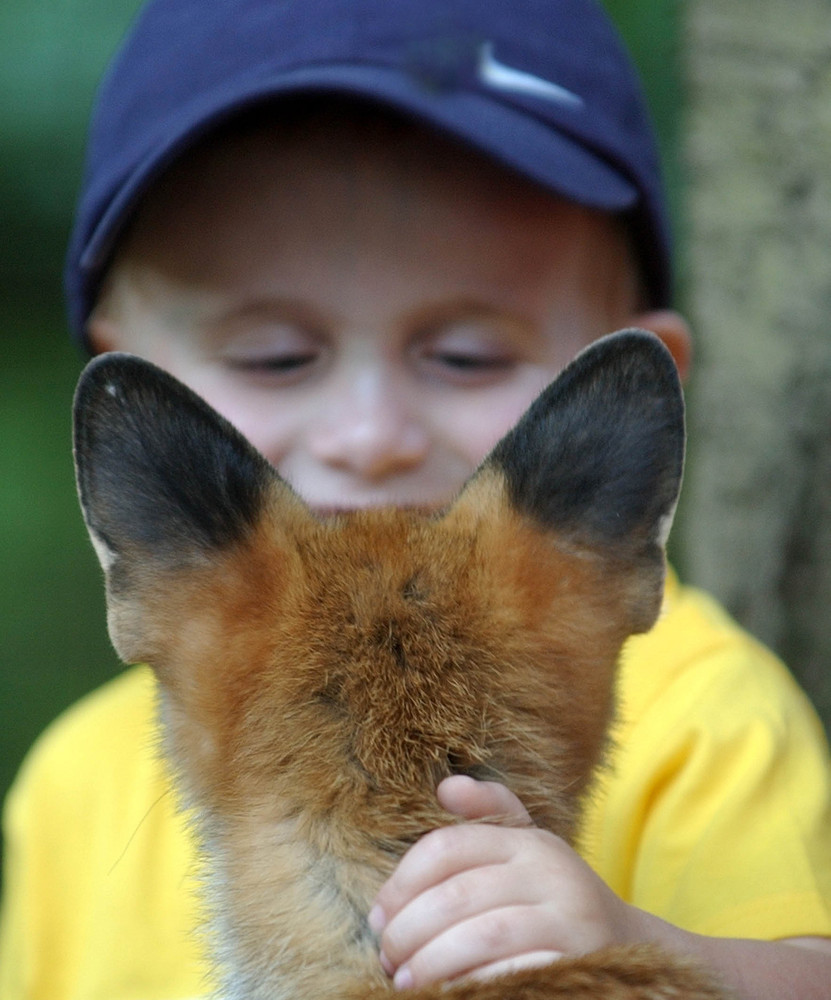 Freundschaft mit einem Fuchs