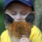 Freundschaft mit einem Fuchs