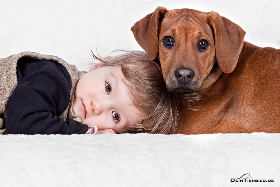 Freundschaft mit einem Rhodesian Ridgeback