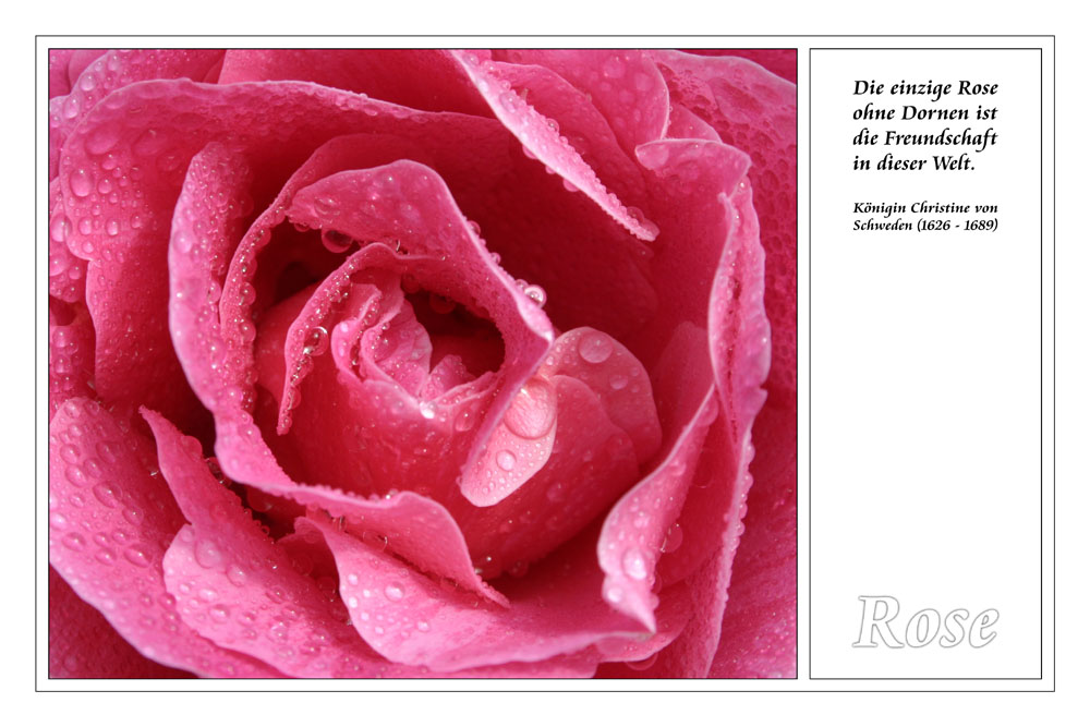 Freundschaft ... (Rosa Rose)