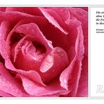 Freundschaft ... (Rosa Rose)