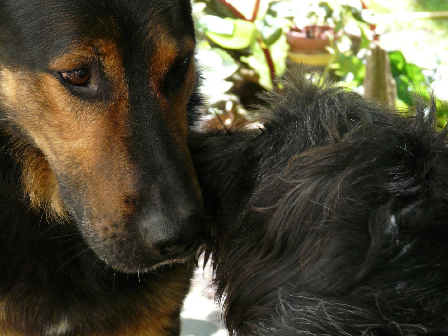 Freundschaft unter Tieren Foto & Bild tiere, haustiere, hunde Bilder