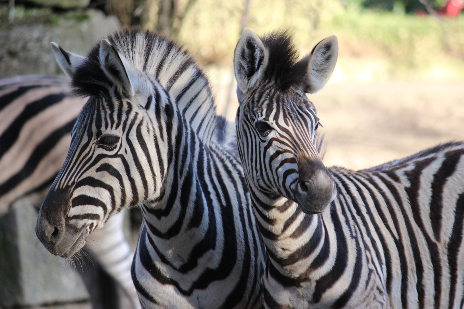 Freundschaft unter Zebras