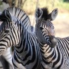 Freundschaft unter Zebras