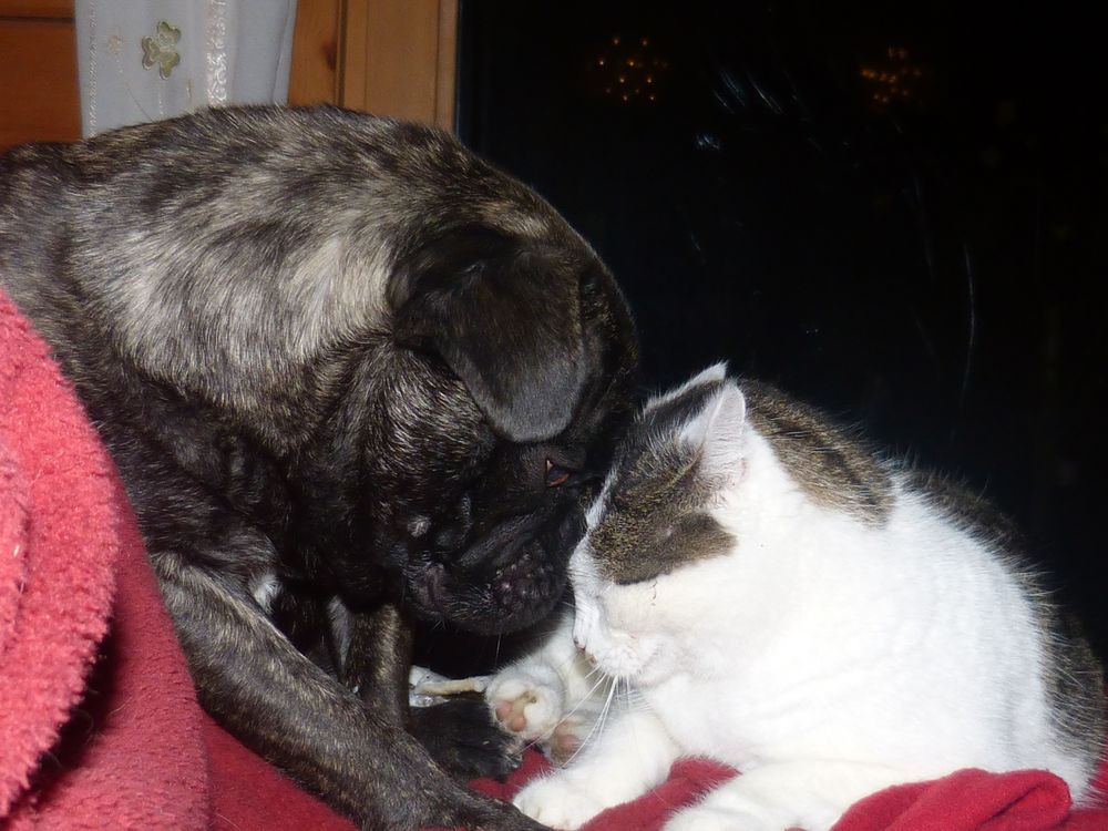 Freundschaft zwischen Tieren Foto & Bild tiere, hund, katze Bilder