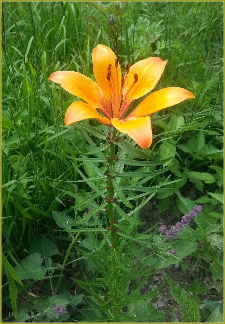 Freundschaften sind wie Blumen: Sie müssen gepflegt werden, damit sie blühen.