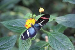 Freundschaftliche Blüte