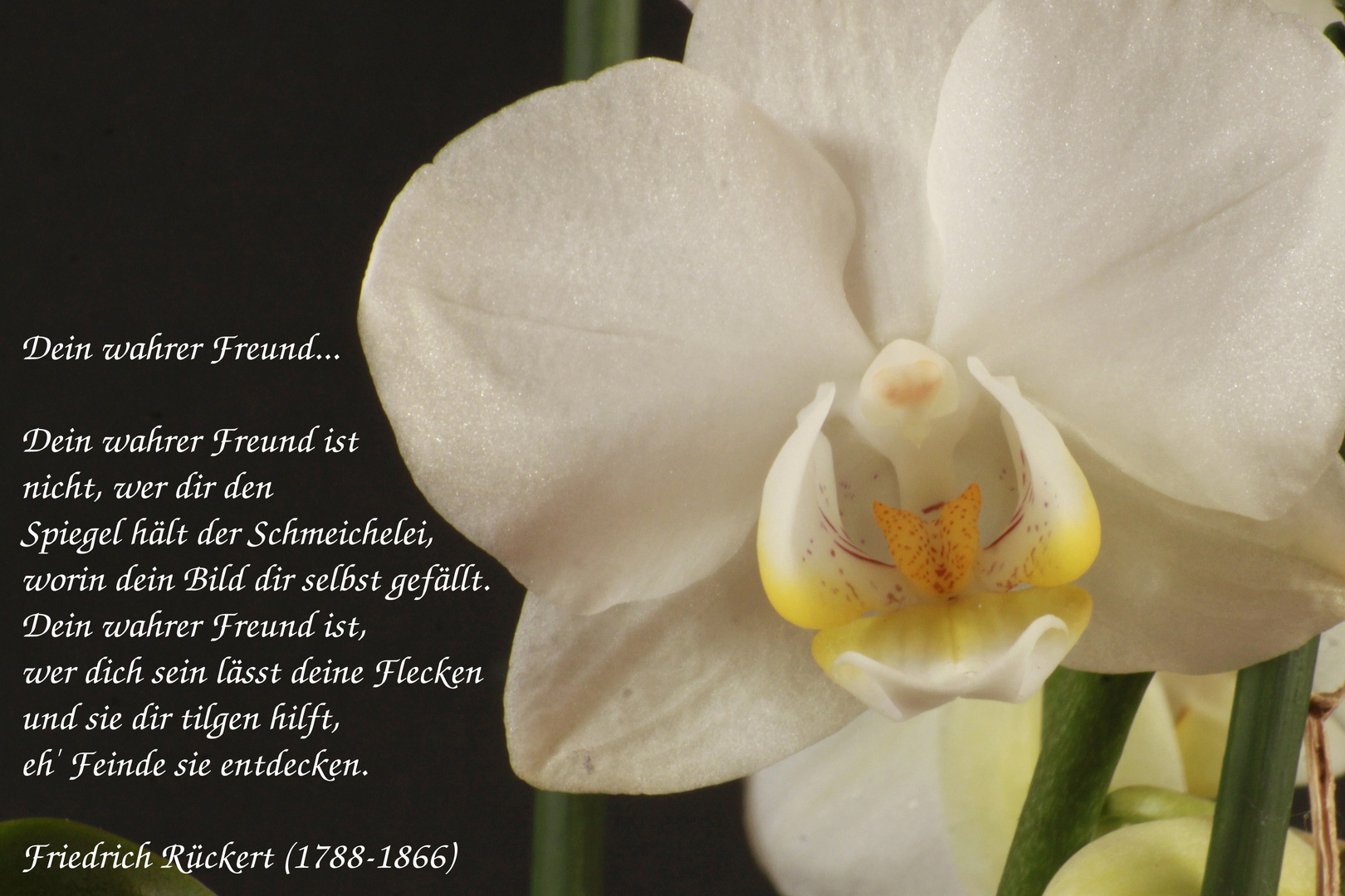 Freundschafts-Orchidee
