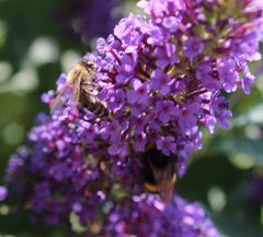 Freundschaftsbesuch bei Sommerflieders