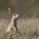 Freundschaftsbesuch: Europäisches Ziesel (Spermophilus citellus, Syn.: Citellus citellus),