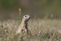 Freundschaftsbesuch: Europäisches Ziesel (Spermophilus citellus, Syn.: Citellus citellus),