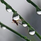 Freut sich das fliegende Insekt wohl auch am Regen?