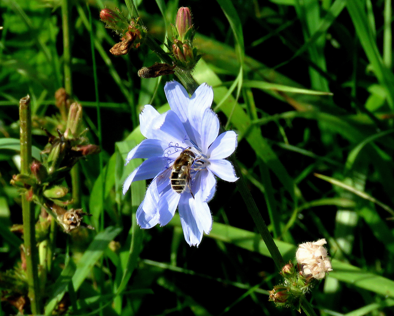 Freut sich die Blüte der Wegwarte über ihren  Besuch?