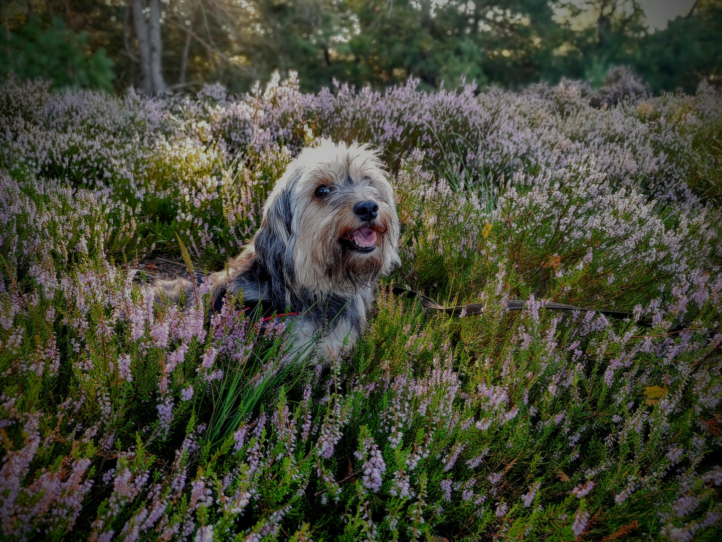 Freya in der Heide