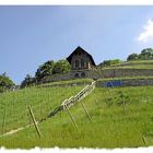 Freyburg / Unstruth;Blick auf einen Weinberg mit altem Winzerhaus.