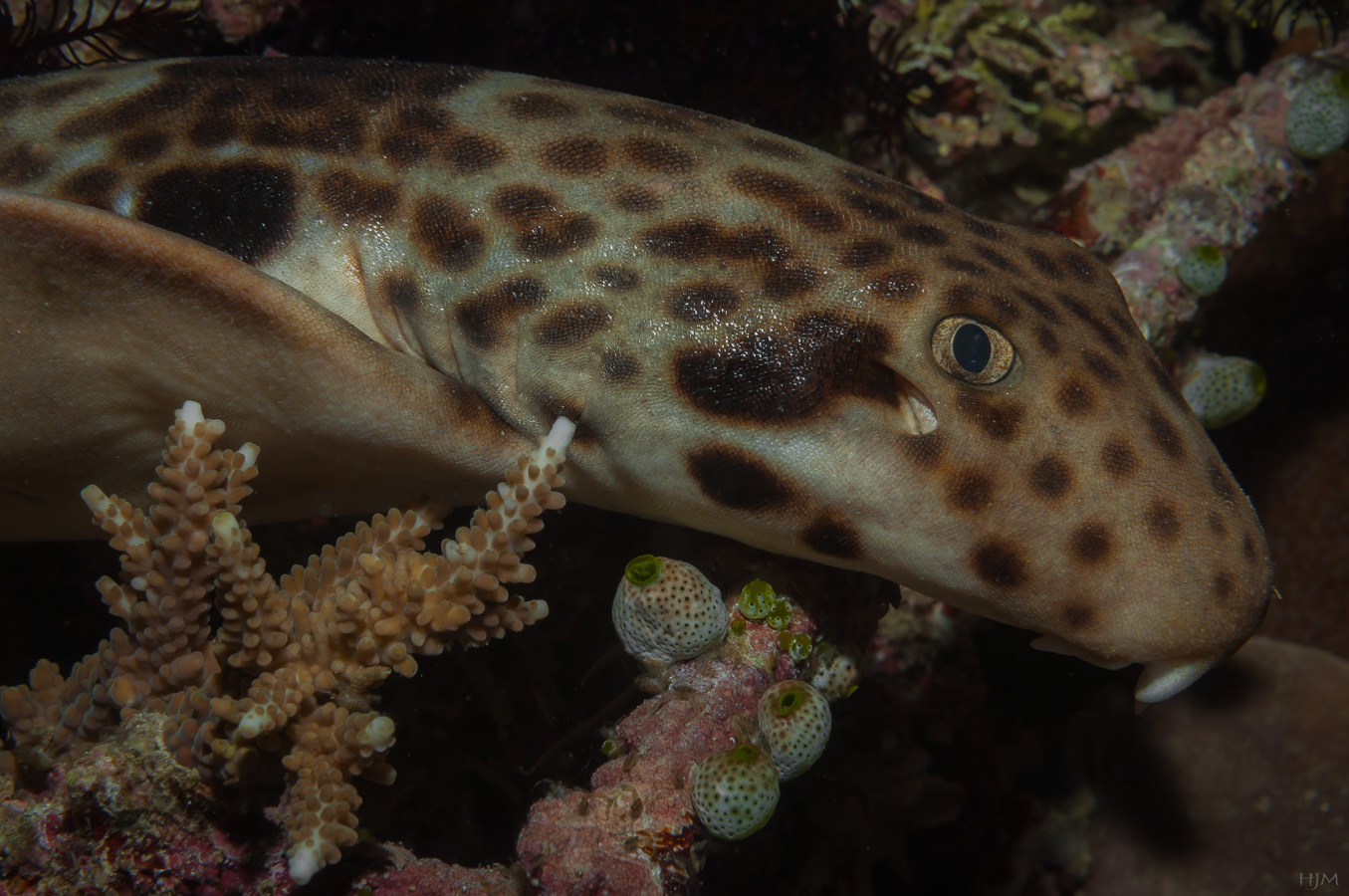 Freycinets Epaulettenhai