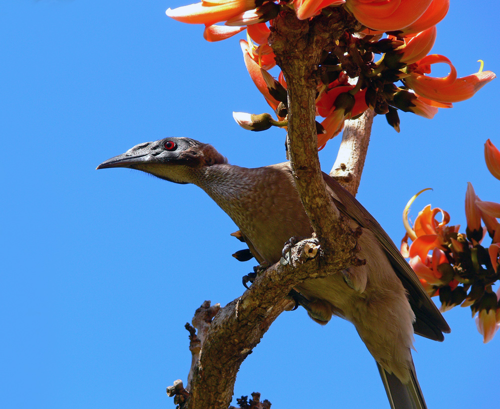 Friarbird