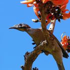 Friarbird