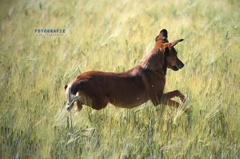 Frida im Kornfeld