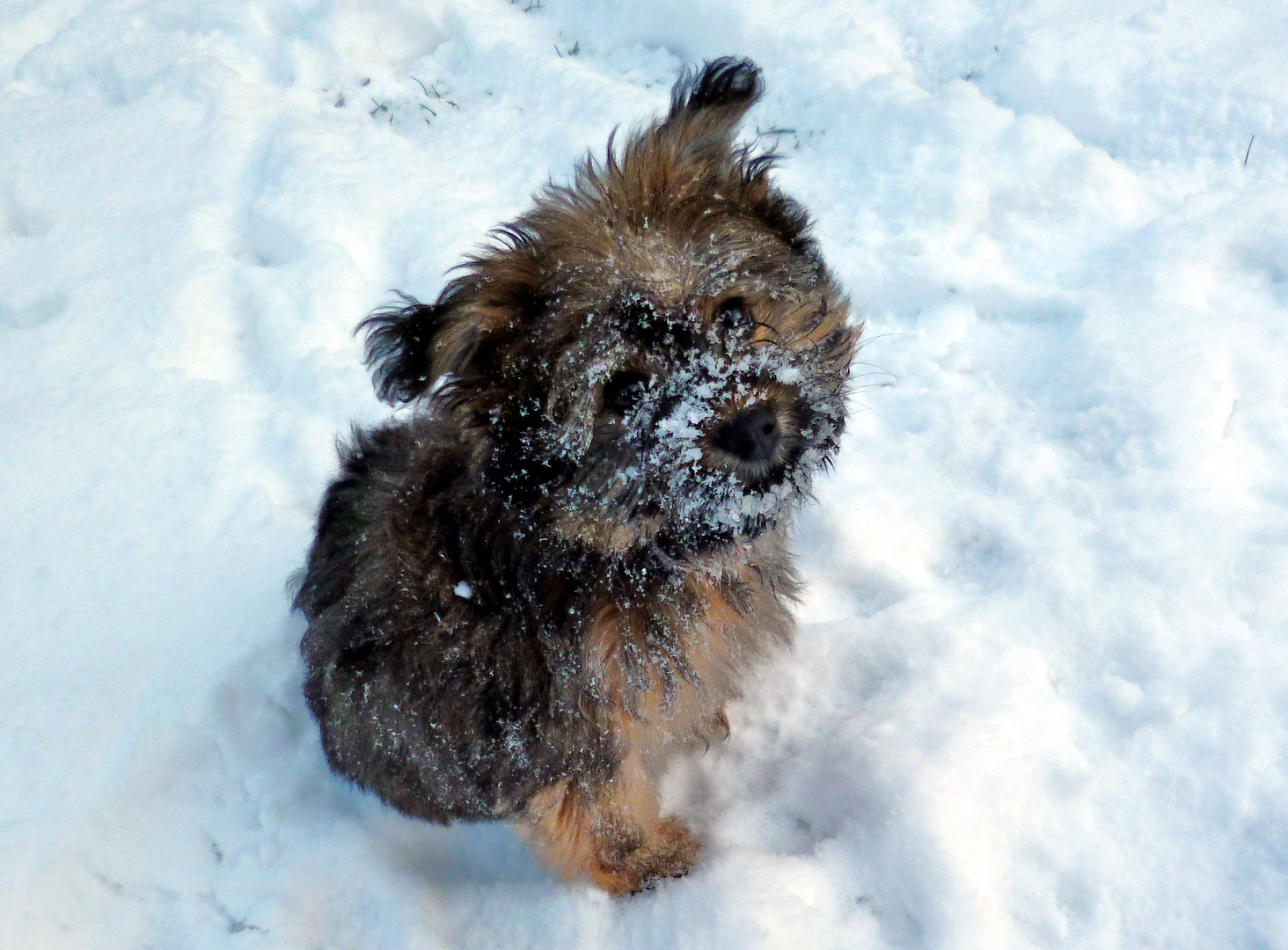 Frida im Schnee 2