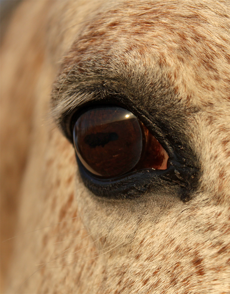 Fridas sanfter Blick