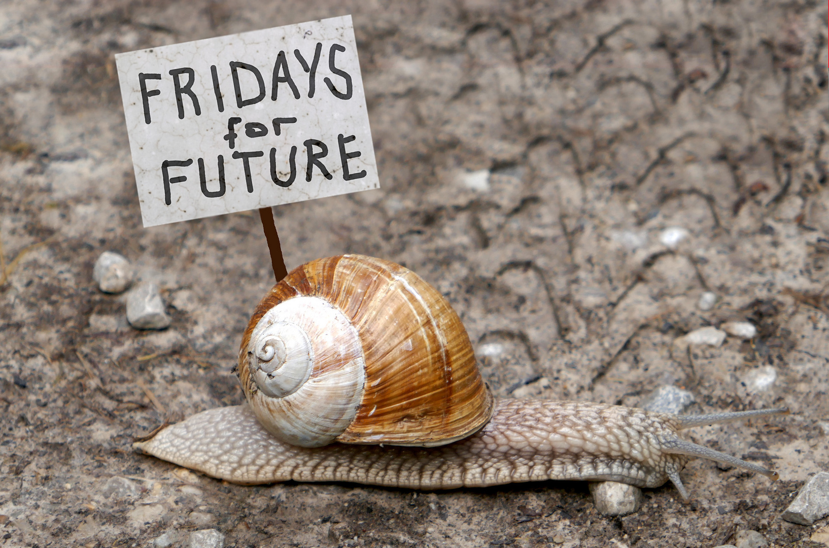 Fridays for Future