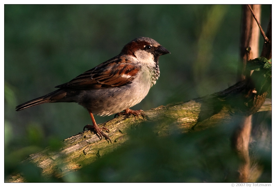 Fridolin, der Gartenspatz