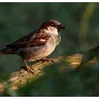 Fridolin, der Gartenspatz