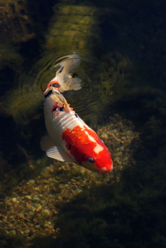 Fridolin der Koi