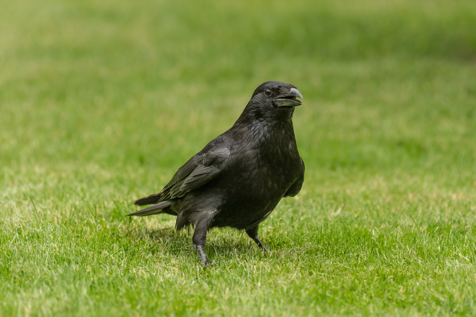 Fridolin Foto & Bild natur, vogel, singvogel Bilder auf