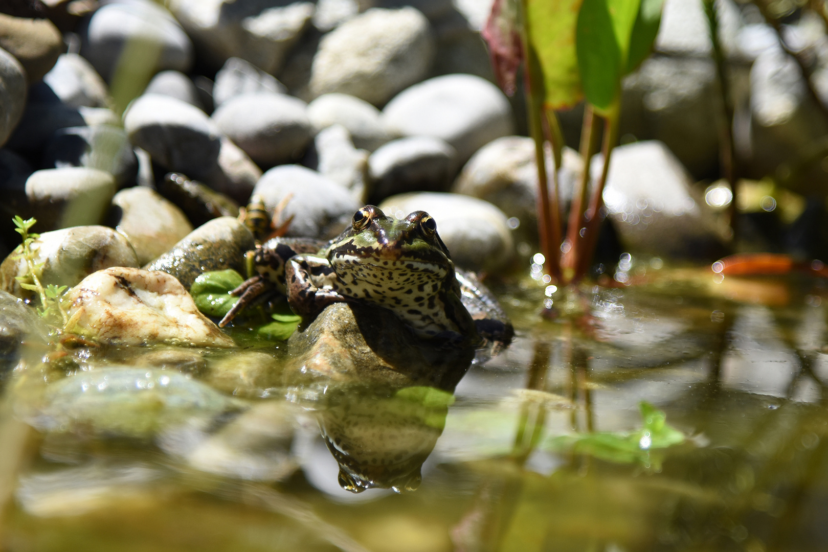 Fridolin Foto & Bild natur und tiere, wasser, teich Bilder auf